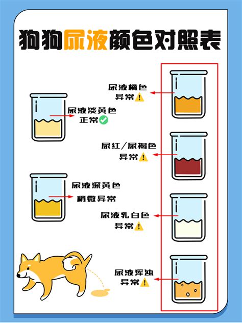 狗 尿 顏色|狗狗一天尿幾次、多久尿一次正常？狗狗排泄常見QA大解析